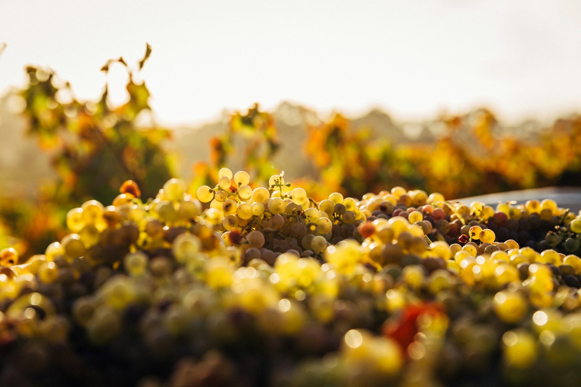 Wine Route in Patagonia